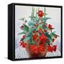 Begonia-Christopher Ryland-Framed Stretched Canvas