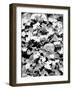 Begonias-Jeff Pica-Framed Photographic Print