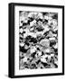 Begonias-Jeff Pica-Framed Photographic Print