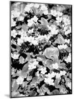 Begonias-Jeff Pica-Mounted Photographic Print
