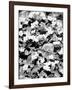 Begonias-Jeff Pica-Framed Photographic Print