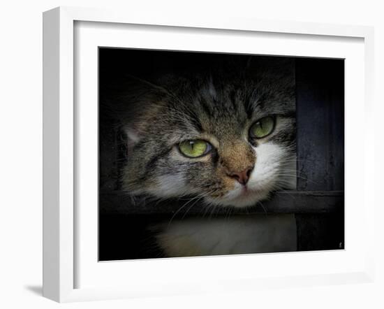 Behind Bars-Jai Johnson-Framed Giclee Print