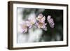 Behind the Window-Heidi Westum-Framed Photographic Print