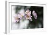 Behind the Window-Heidi Westum-Framed Photographic Print