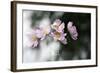 Behind the Window-Heidi Westum-Framed Photographic Print