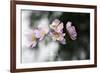 Behind the Window-Heidi Westum-Framed Photographic Print