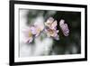 Behind the Window-Heidi Westum-Framed Photographic Print