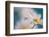 Behind-Heidi Westum-Framed Photographic Print