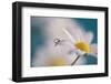 Behind-Heidi Westum-Framed Photographic Print