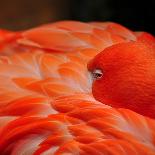 Beautiful Flamingo-behindlens-Framed Photographic Print