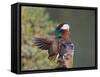 Beijing China, Male Mandarin Duck flapping wings-Alice Garland-Framed Stretched Canvas
