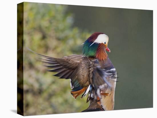 Beijing China, Male Mandarin Duck flapping wings-Alice Garland-Stretched Canvas