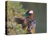 Beijing China, Male Mandarin Duck flapping wings-Alice Garland-Stretched Canvas