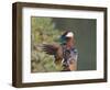 Beijing China, Male Mandarin Duck flapping wings-Alice Garland-Framed Photographic Print