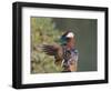 Beijing China, Male Mandarin Duck flapping wings-Alice Garland-Framed Photographic Print