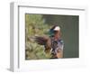 Beijing China, Male Mandarin Duck flapping wings-Alice Garland-Framed Photographic Print