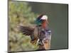 Beijing China, Male Mandarin Duck flapping wings-Alice Garland-Mounted Photographic Print