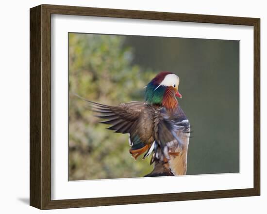 Beijing China, Male Mandarin Duck flapping wings-Alice Garland-Framed Photographic Print