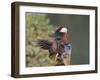 Beijing China, Male Mandarin Duck flapping wings-Alice Garland-Framed Photographic Print