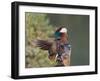 Beijing China, Male Mandarin Duck flapping wings-Alice Garland-Framed Photographic Print