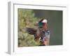 Beijing China, Male Mandarin Duck flapping wings-Alice Garland-Framed Photographic Print