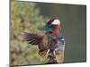 Beijing China, Male Mandarin Duck flapping wings-Alice Garland-Mounted Photographic Print