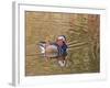 Beijing, China, Male mandarin duck swimming in pond-Alice Garland-Framed Photographic Print