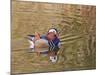 Beijing, China, Male mandarin duck swimming in pond-Alice Garland-Mounted Photographic Print