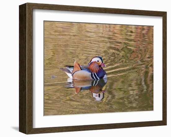 Beijing, China, Male mandarin duck swimming in pond-Alice Garland-Framed Photographic Print