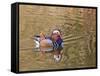 Beijing, China, Male mandarin duck swimming in pond-Alice Garland-Framed Stretched Canvas