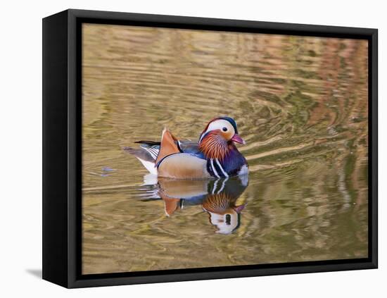 Beijing, China, Male mandarin duck swimming in pond-Alice Garland-Framed Stretched Canvas
