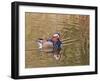 Beijing, China, Male mandarin duck swimming in pond-Alice Garland-Framed Premium Photographic Print