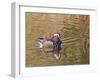 Beijing, China, Male mandarin duck swimming in pond-Alice Garland-Framed Premium Photographic Print