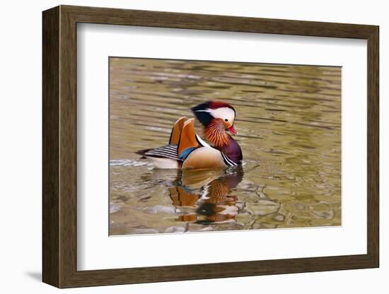 Beijing, China, Male mandarin duck swimming in pond-Alice Garland-Framed Photographic Print