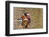 Beijing, China, Male mandarin duck swimming in pond-Alice Garland-Framed Photographic Print