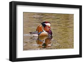 Beijing, China, Male mandarin duck swimming in pond-Alice Garland-Framed Photographic Print