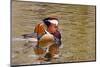 Beijing, China, Male mandarin duck swimming in pond-Alice Garland-Mounted Premium Photographic Print