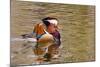 Beijing, China, Male mandarin duck swimming in pond-Alice Garland-Mounted Photographic Print