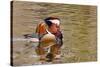 Beijing, China, Male mandarin duck swimming in pond-Alice Garland-Stretched Canvas