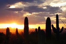 Sunset of Saguaro Country-Beisea-Photographic Print