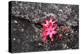 Bejaria Imthurnii (Ericaceae) on the Rocks of Mount Roraima in Venezuela-zanskar-Stretched Canvas