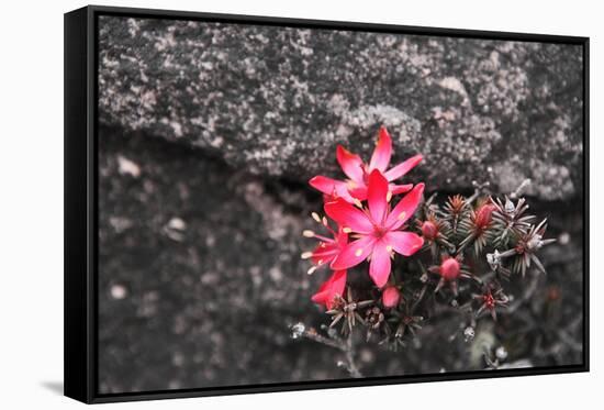 Bejaria Imthurnii (Ericaceae) on the Rocks of Mount Roraima in Venezuela-zanskar-Framed Stretched Canvas