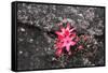 Bejaria Imthurnii (Ericaceae) on the Rocks of Mount Roraima in Venezuela-zanskar-Framed Stretched Canvas