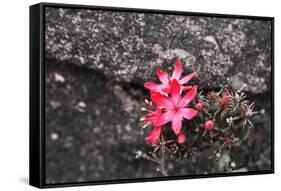 Bejaria Imthurnii (Ericaceae) on the Rocks of Mount Roraima in Venezuela-zanskar-Framed Stretched Canvas