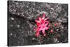 Bejaria Imthurnii (Ericaceae) on the Rocks of Mount Roraima in Venezuela-zanskar-Stretched Canvas