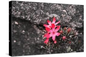 Bejaria Imthurnii (Ericaceae) on the Rocks of Mount Roraima in Venezuela-zanskar-Stretched Canvas