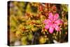 Bejaria Imthurnii (Ericaceae) on the Rocks of Mount Roraima in Venezuela-zanskar-Stretched Canvas