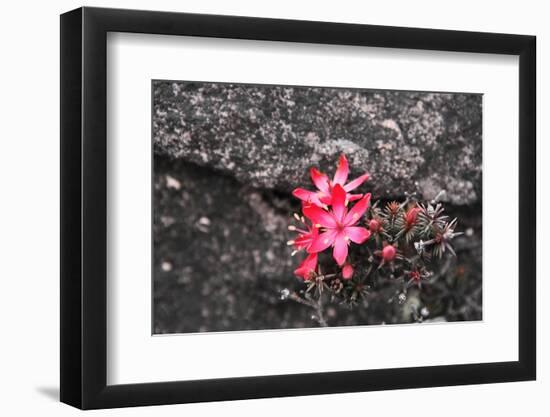 Bejaria Imthurnii (Ericaceae) on the Rocks of Mount Roraima in Venezuela-zanskar-Framed Photographic Print