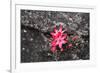 Bejaria Imthurnii (Ericaceae) on the Rocks of Mount Roraima in Venezuela-zanskar-Framed Photographic Print