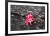 Bejaria Imthurnii (Ericaceae) on the Rocks of Mount Roraima in Venezuela-zanskar-Framed Photographic Print